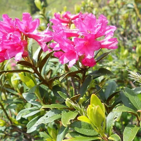 Kalsbergerin Fuer Geniesser Apartament