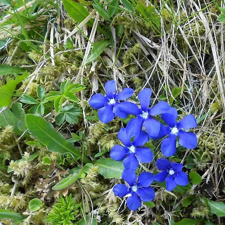 Kalsbergerin Fuer Geniesser * Donnersbachwald