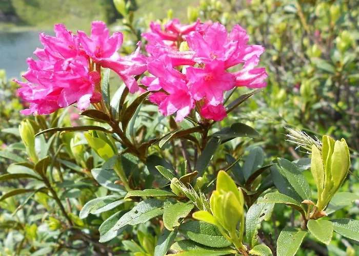 Kalsbergerin Fuer Geniesser Appartamento