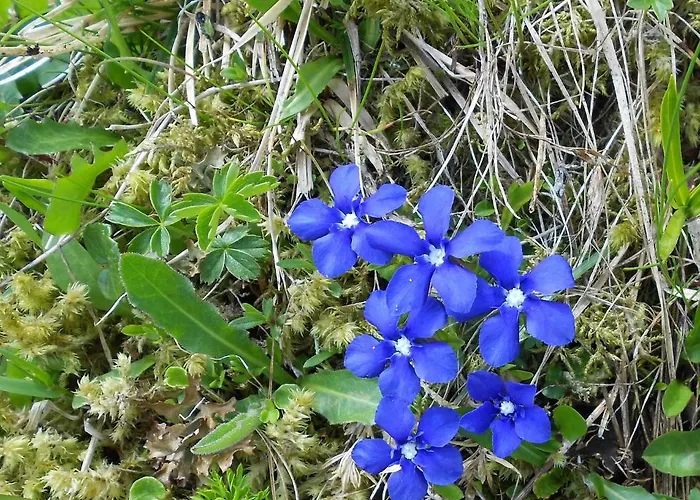 Kalsbergerin Fuer Geniesser * Donnersbachwald